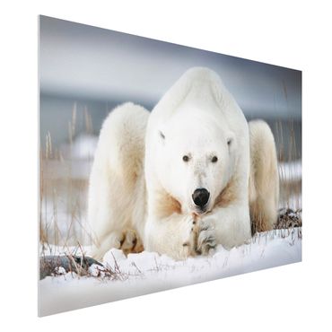 Tableau en forex - Contemplative Polar Bear