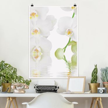 Poster fleurs - Spa Orchid - White Orchid