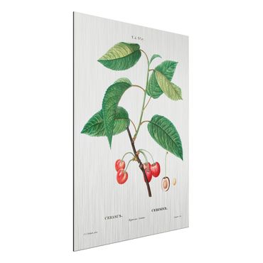 Impression sur aluminium - Botany Vintage Illustration Red Cherries