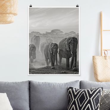 Poster animaux - Herd Of Elephants