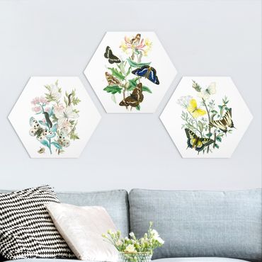 Hexagone en forex - British Butterflies Set I