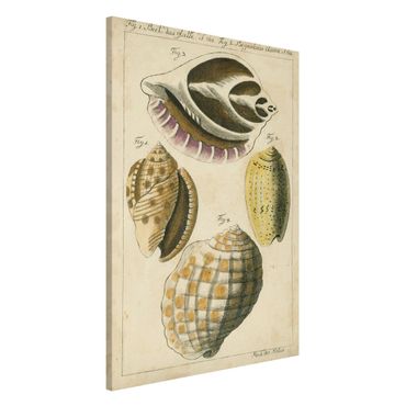 Tableau magnétique - Vintage Conch Drawing Yellow
