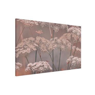 Tableau magnétique - Wild Apiaceae