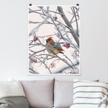 Poster nature & paysage - Waxwing on a Tree