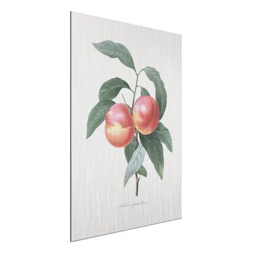 Impression sur aluminium - Botany Vintage Illustration Peach