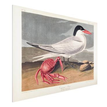 Impression sur forex - Vintage Board Sandwich Tern