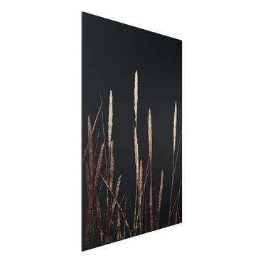 Tableau en alu Dibond - Graphical Plant World - Golden Reed