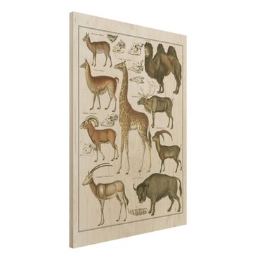 Impression sur bois - Vintage Board Giraffe, Camel And IIama