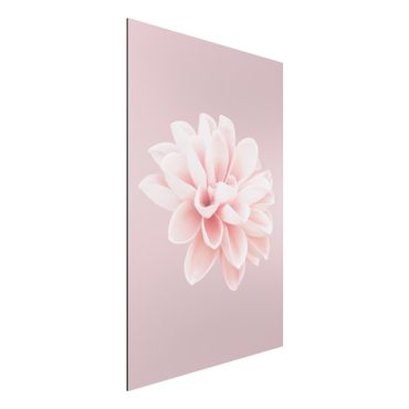 Tableau sur aluminium - Dahlia Flower Lavender Pink White