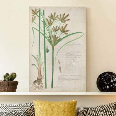 Impression sur toile - Vintage Botany Drawing Grasses I