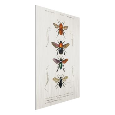 Impression sur aluminium - Vintage Board Insects