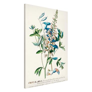 Tableau magnétique - Vintage Botanical Illustration Legumes