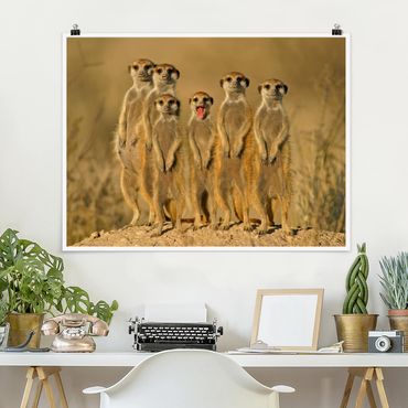 Poster - Meerkat Family