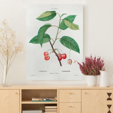 Impression sur toile - Botany Vintage Illustration Red Cherries