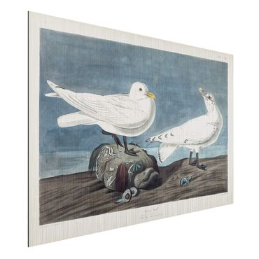 Impression sur aluminium - Vintage Board Ivory Gull
