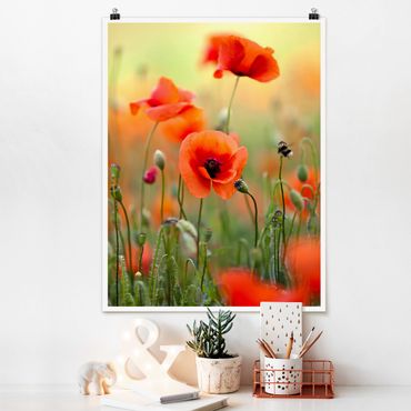 Poster fleurs - Red Summer Poppy