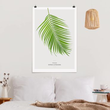 Poster fleurs - Tropical Leaf Areca Palm