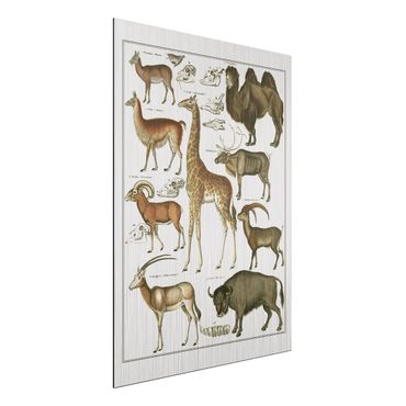 Impression sur aluminium - Vintage Board Giraffe, Camel And IIama