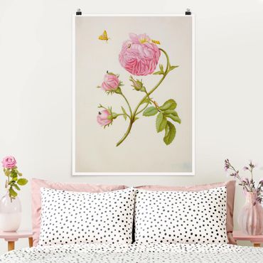 Poster fleurs - Anna Maria Sibylla Merian - Wild Rose With Gracillariidae