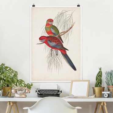 Poster animaux - Tropical Parrot III
