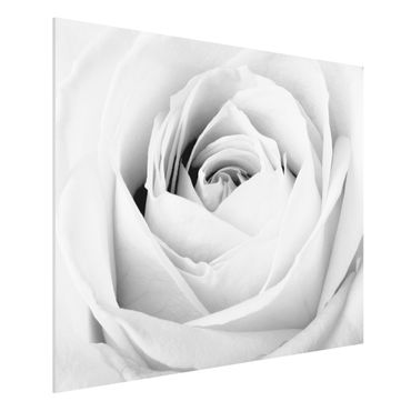Tableau en forex - Close Up Rose