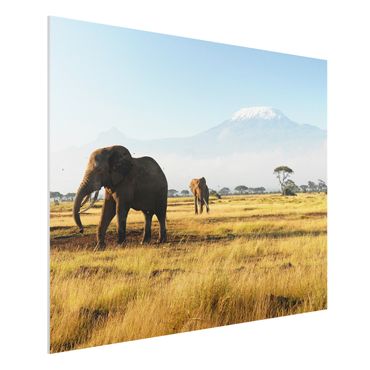 Tableau en forex - Elephants In Front Of The Kilimanjaro In Kenya