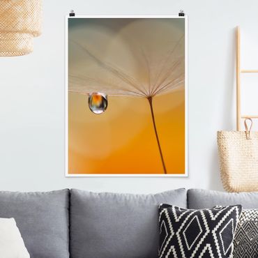 Poster fleurs - Dandelion In Orange