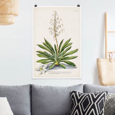 Poster - Vintage Botanical Illustration Yucca