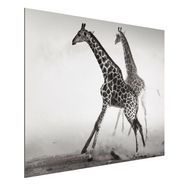 Tableau sur aluminium - Giraffe Hunt