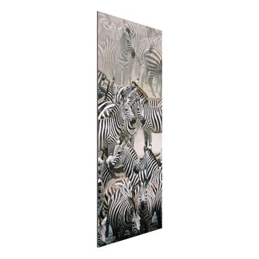 Tableau sur aluminium - Zebra Herd