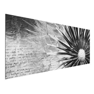 Tableau sur aluminium - Dandelion Black & White