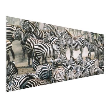 Tableau en forex - Zebra Herd