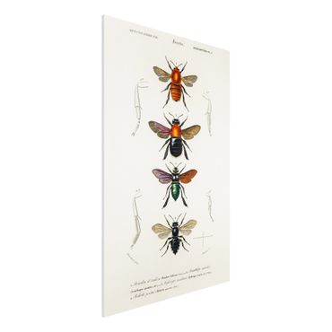 Impression sur forex - Vintage Board Insects