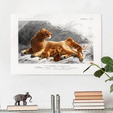 Tableau en verre - Vintage Board Lioness And Lion Cubs
