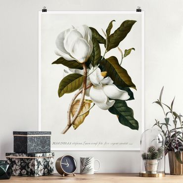 Poster fleurs - Georg Dionysius Ehret - Magnolia