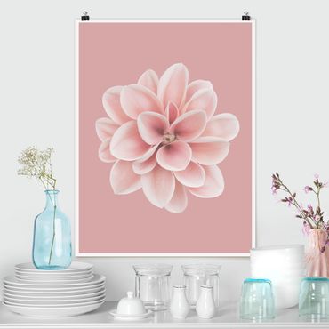 Poster - Dahlia Pink Blush Flower Centered