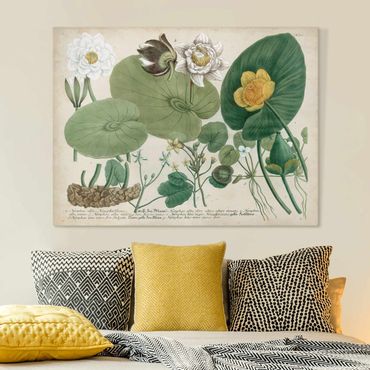 Impression sur toile - Vintage Board White Water-Lily