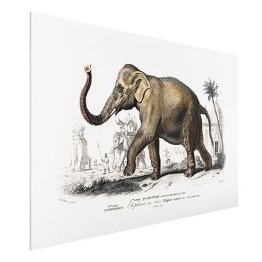 Impression sur forex - Vintage Board Elephant
