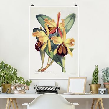Poster - Walter Hood Fitch - Orchid