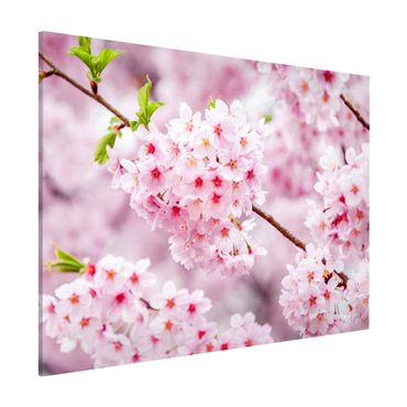 Tableau magnétique - Japanese Cherry Blossoms