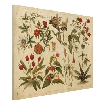 Impression sur bois - Vintage Board Tropical Botany II
