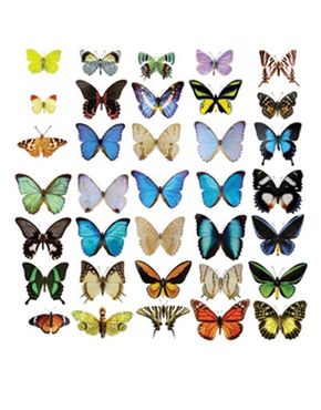 Sticker pour fenêtres - Butterflies Set II