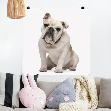 Poster - Skeptical Bulldog
