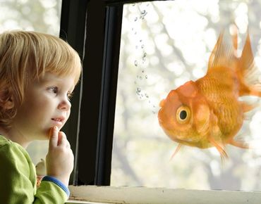 Décoration pour fenêtres - Flying Goldfish