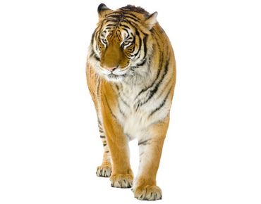 Sticker mural - No.128 Indian Tiger