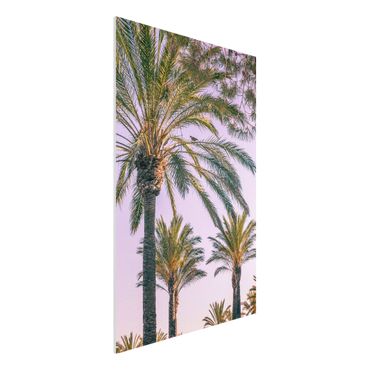 Impression sur forex - Palm Trees At Sunset