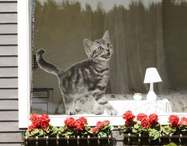 Sticker pour fenêtres - Kitty