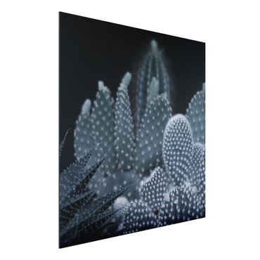 Tableau sur aluminium - Familiy Of Cacti At Night