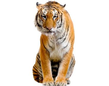 Sticker pour fenêtres - Sitzender Tiger