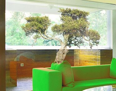 Sticker pour fenêtres - Olive tree